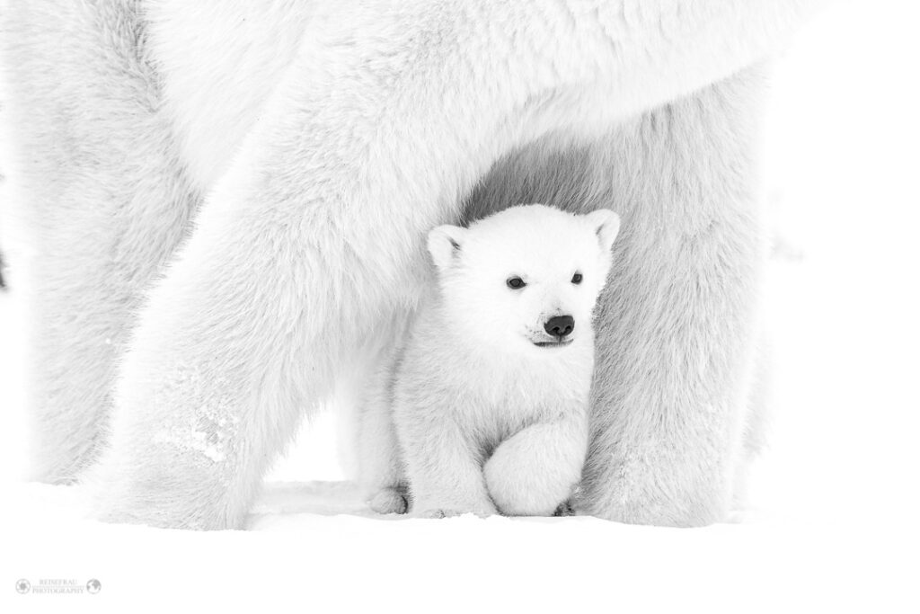 Blog Reisebericht Eisbären Babies