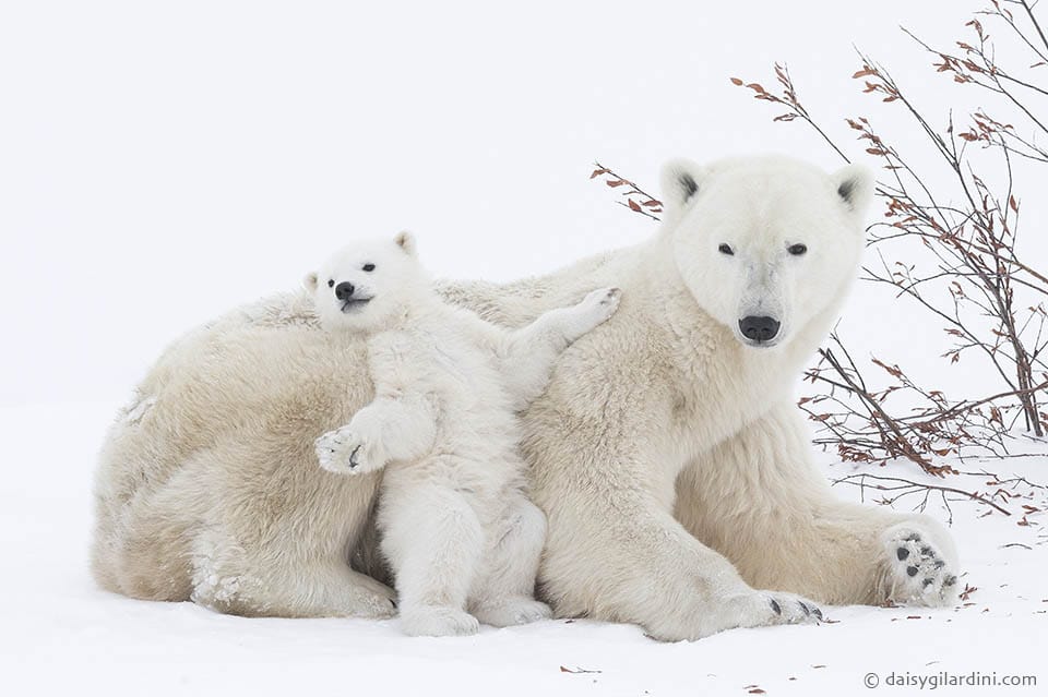 Foto-Safari Eisbären Babies