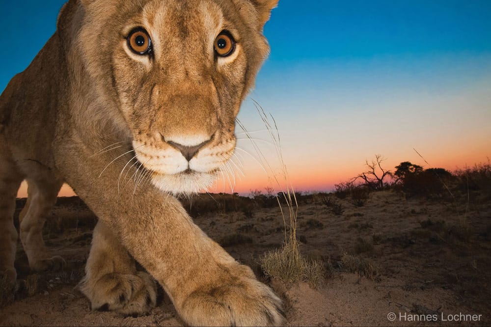Fotoreise Katzen der Kalahari