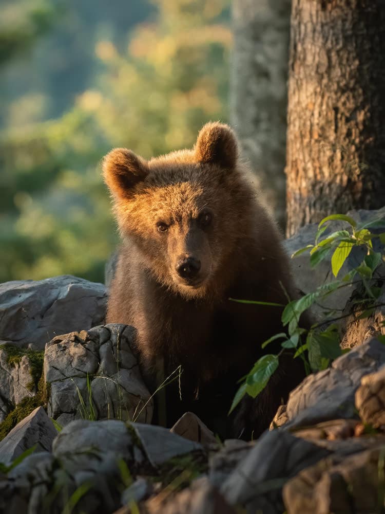 Fotoreise Bären Slowenien