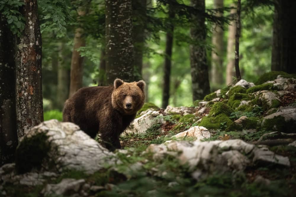 Bären Slowenien