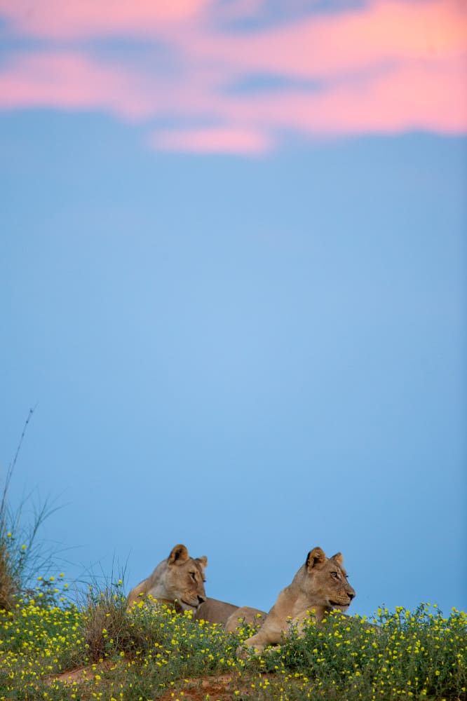 Fotoreise grüne Kalahari