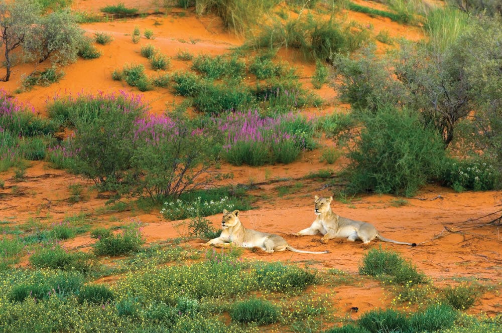 Fotoreise grüne Kalahari