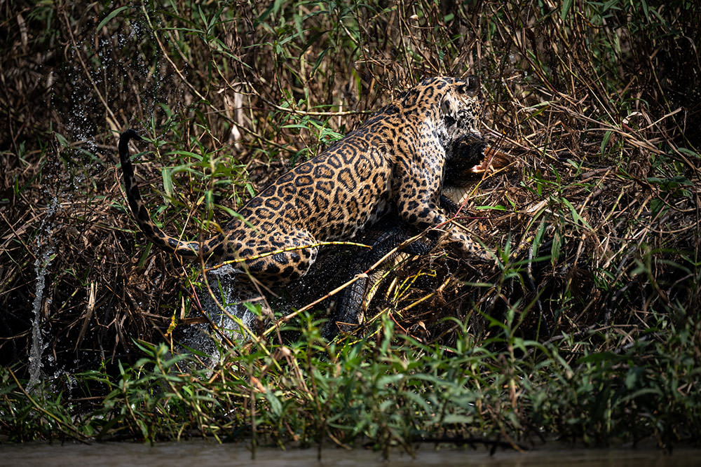 Reisebericht Fotoreise Pantanal