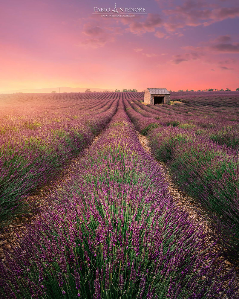 Fotoreise Valensole Provence