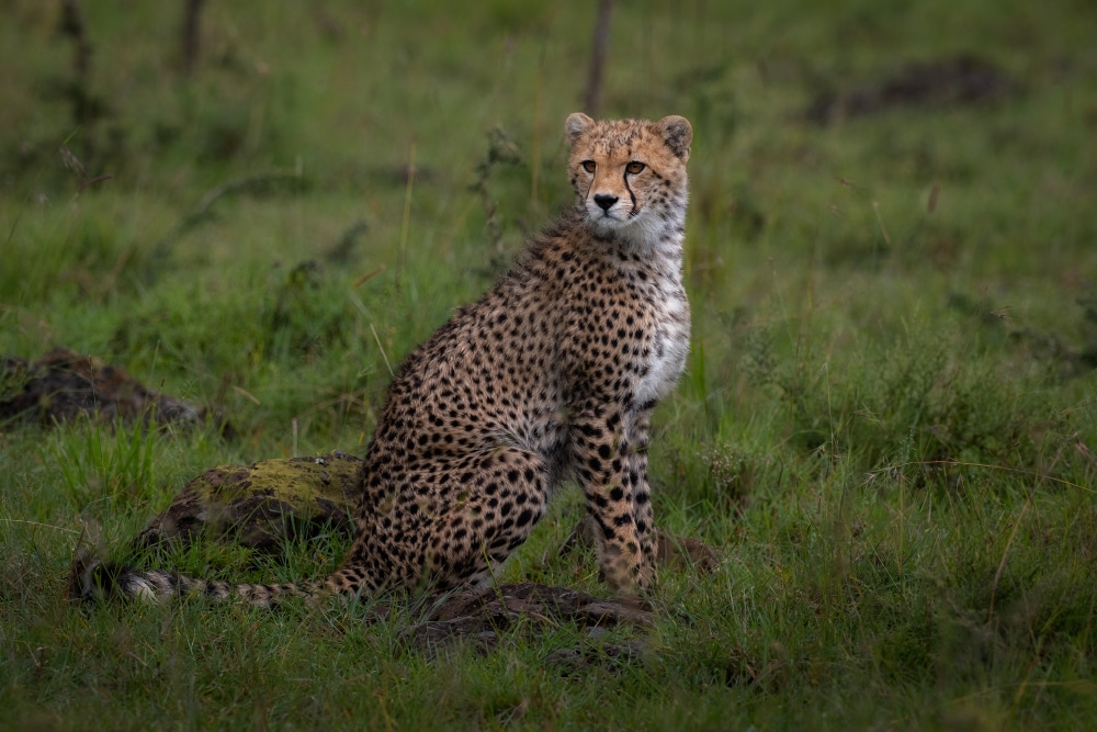 Fotoreise Masai Mara