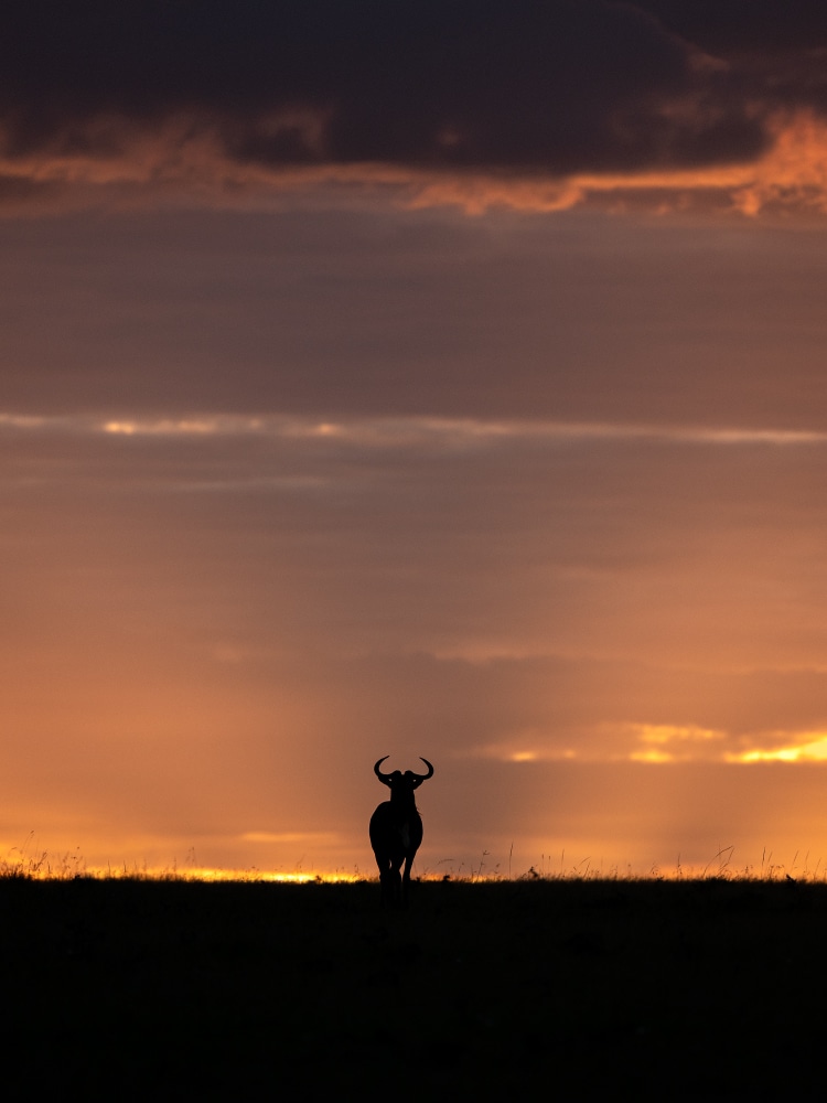 Fotoreise Masai Mara