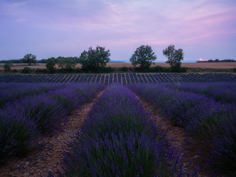 Fotoreise Provence Valensole