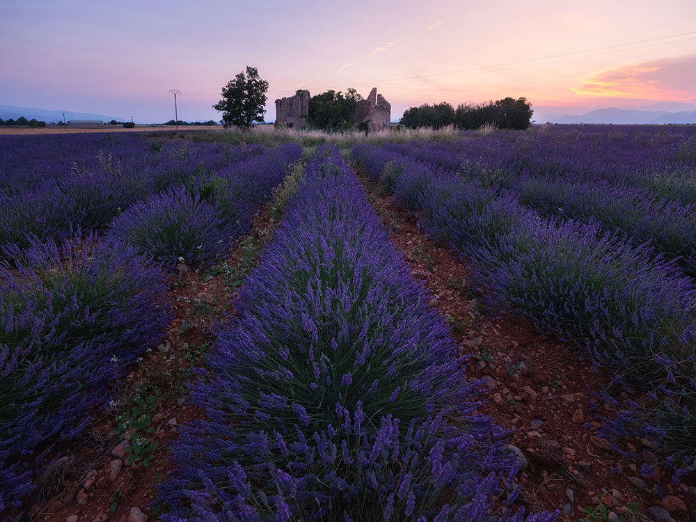 Fotoreise Provence Valensole