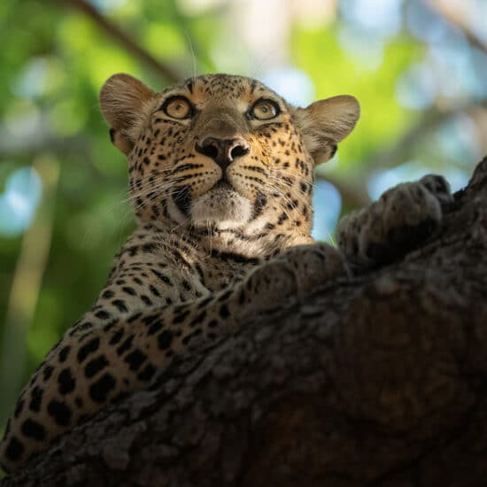 Fotoreise Sambia Valley of the Leopards