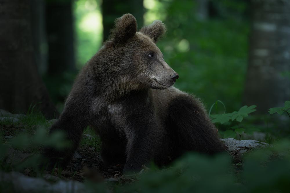 Fotoreise Bären Slowenien